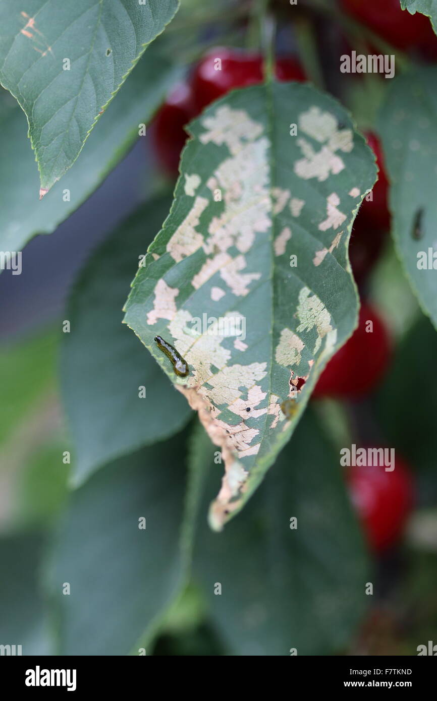 Pera e ciliegia slug worm su una foglia di ciliegio Foto Stock