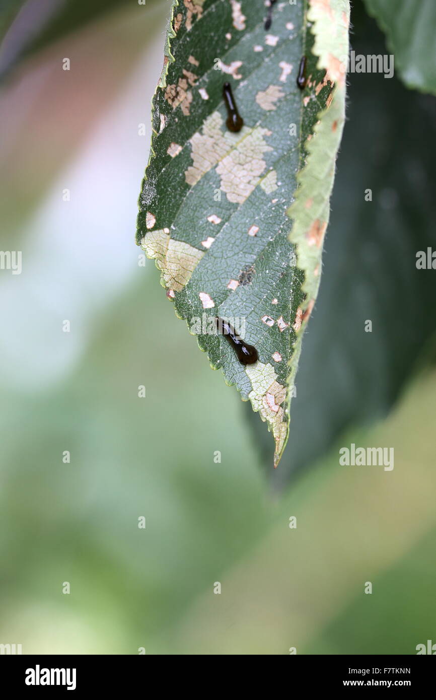 Pera e ciliegia slug worm su Cherry leaf Foto Stock