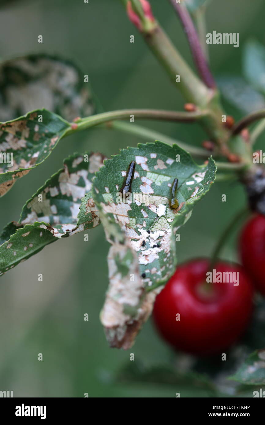 Pera e ciliegia slug worm su Cherry leaf Foto Stock