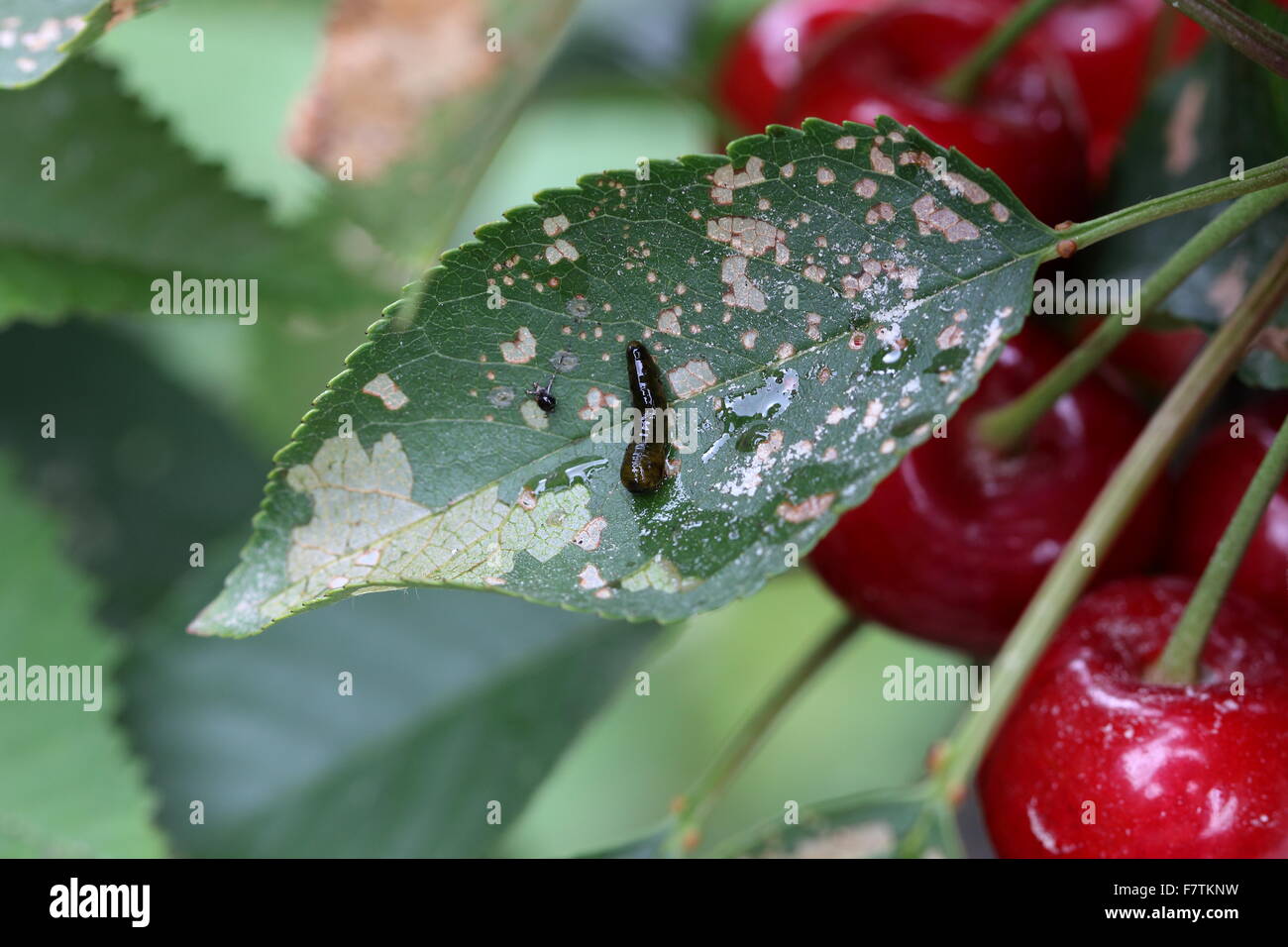 Pera e ciliegia slug worm su Cherry leaf Foto Stock