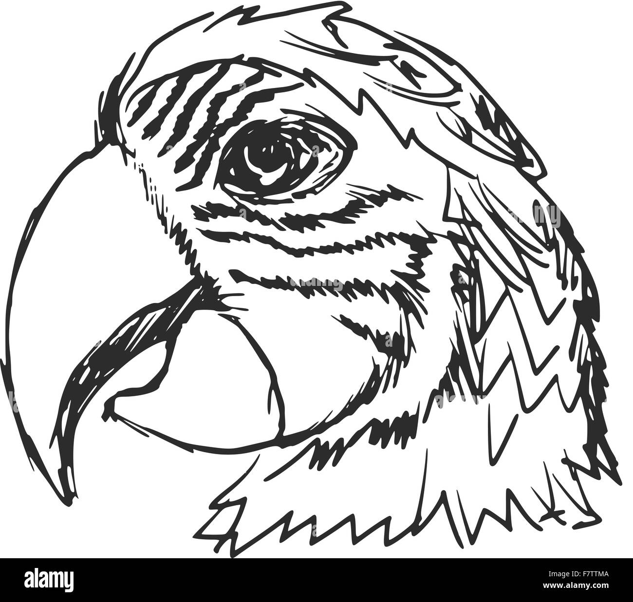 pappagallo Illustrazione Vettoriale