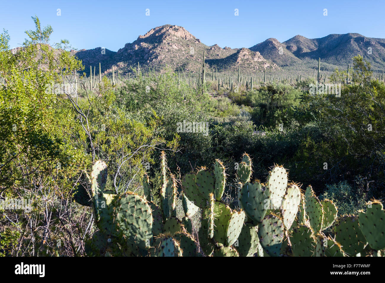 Varietà di cactus e altre piante del deserto del deserto di Sonora. Parco nazionale del Saguaro, Tucson, Arizona, Stati Uniti. Foto Stock