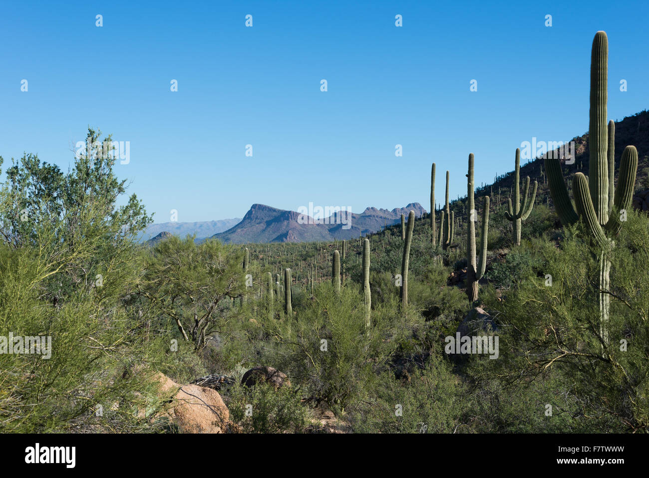 Vista del Deserto di Sonora a Parco nazionale del Saguaro, Tucson, Arizona, Stati Uniti. Foto Stock