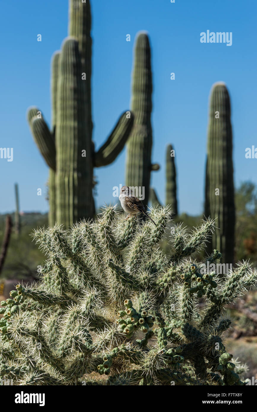 Una canzone Sparrow permanente sulla sommità di un orso di peluche cactus nel deserto di Sonora. Tucson, Arizona, Stati Uniti. Foto Stock