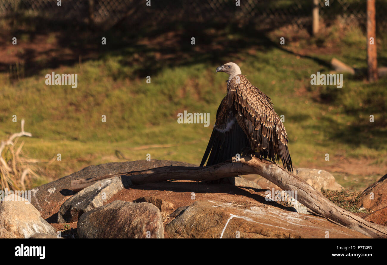 African White-backed vulture, Gyps africanus, è trovato su Savannah Foto Stock