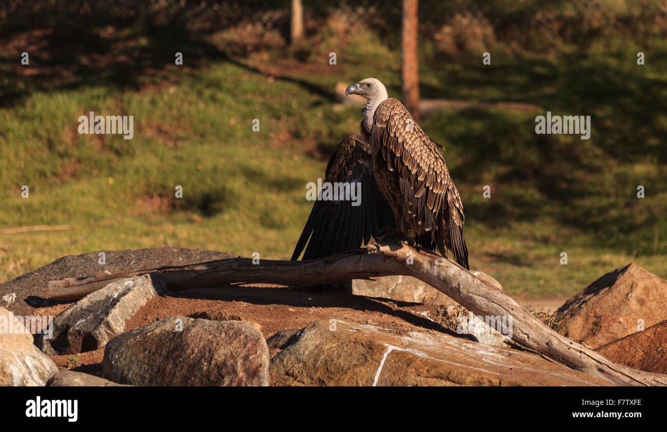 African White-backed vulture, Gyps africanus, è trovato su Savannah Foto Stock