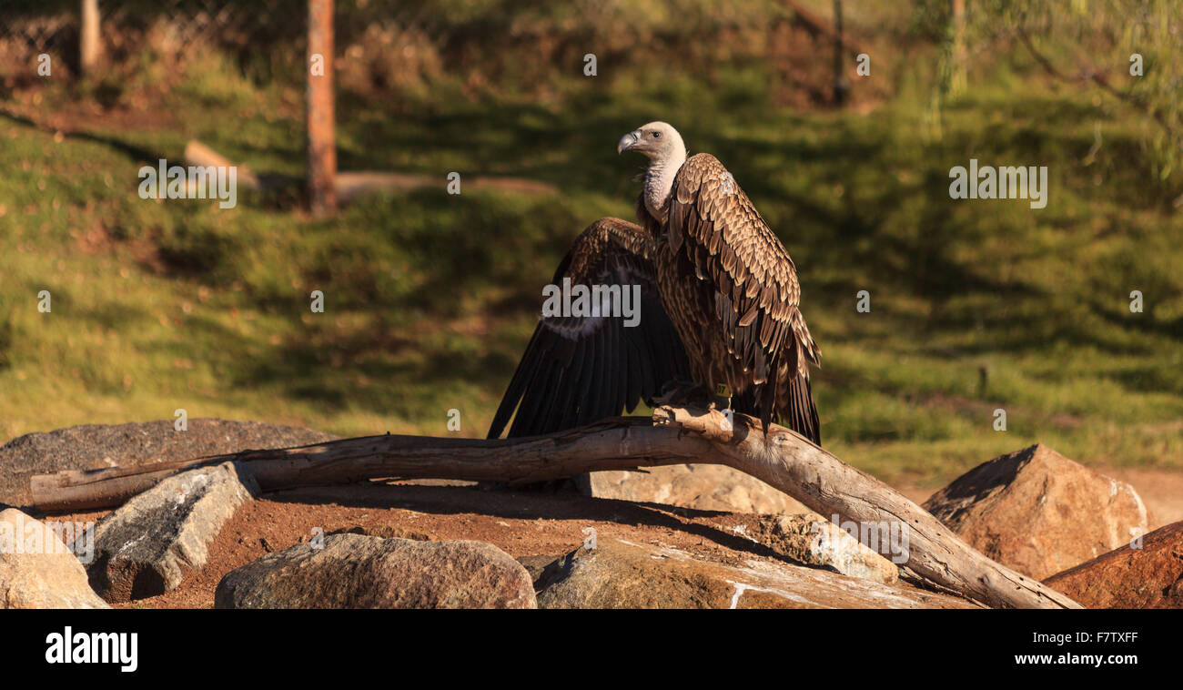 African White-backed vulture, Gyps africanus, è trovato su Savannah Foto Stock