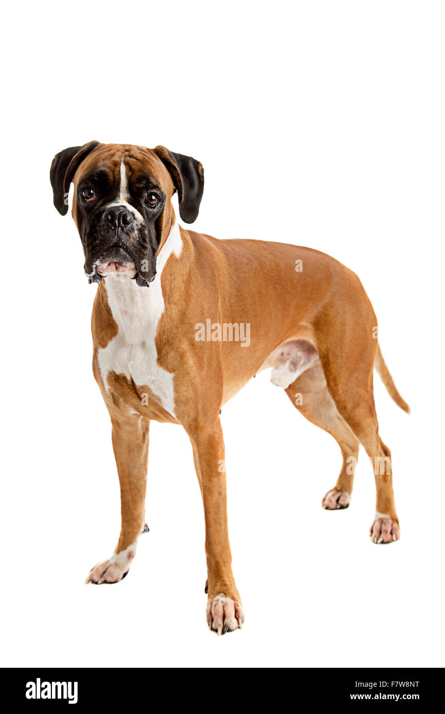 Il tedesco fulvo-colorato cane Boxer, razza pura su sfondo bianco Foto Stock