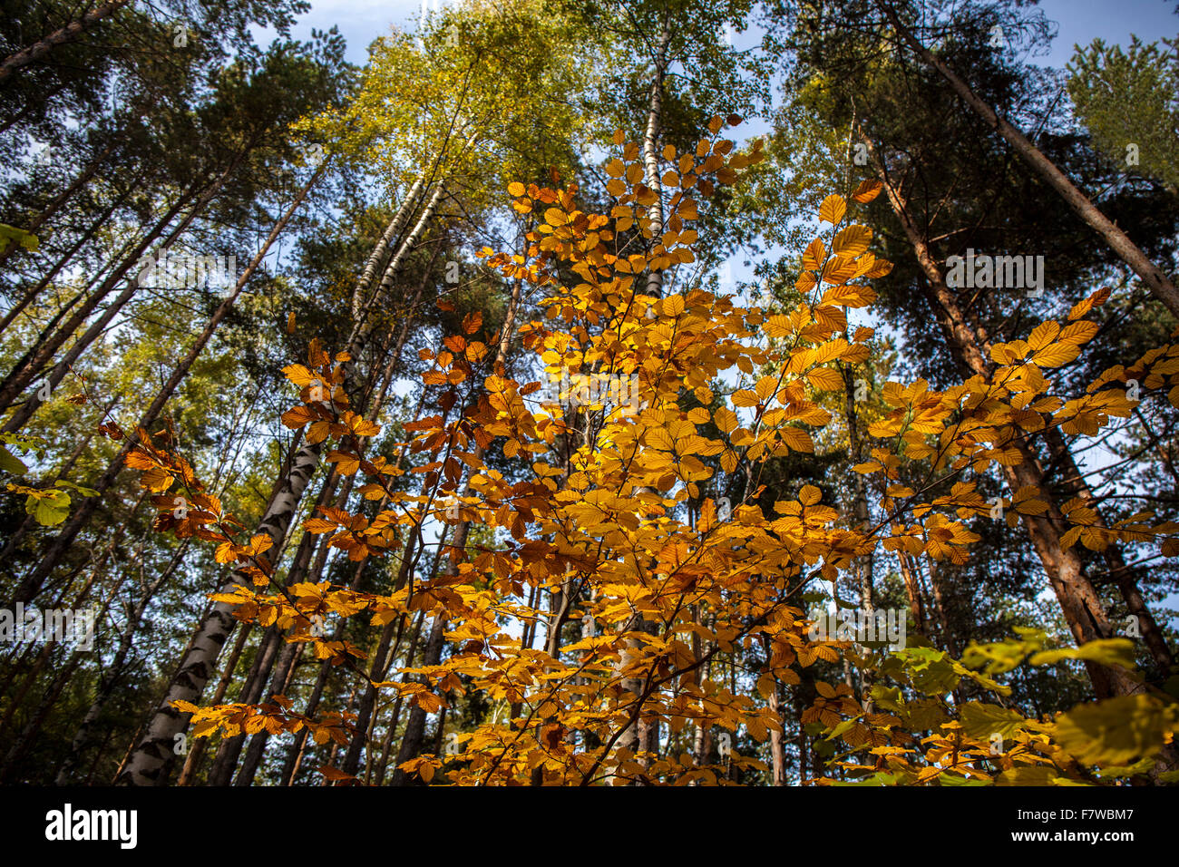 Immagine del giallo foglie sui rami nella foresta. Questa è solo la prima di autunno autunno. Foto Stock