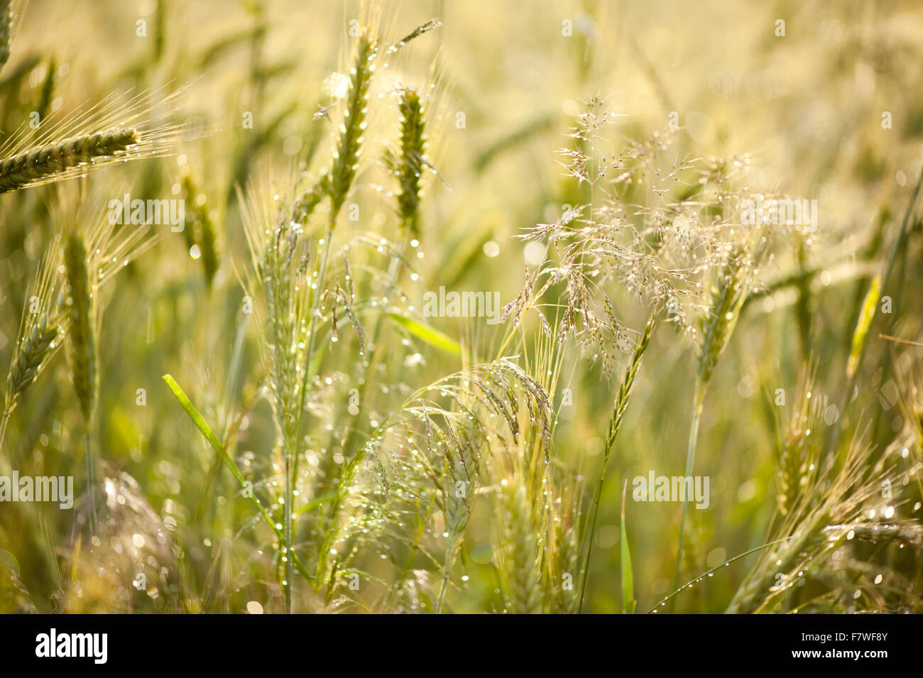 Le gocce di pioggia sull'erba piante closeup, scende splendere nella luce del sole dopo la pioggia, giovani freschi cereali verde erba e piante crescono... Foto Stock