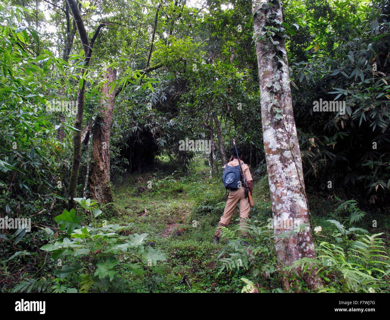 Un ranger del parco in del Periyar Riserva della Tigre, Kerala, India Foto Stock