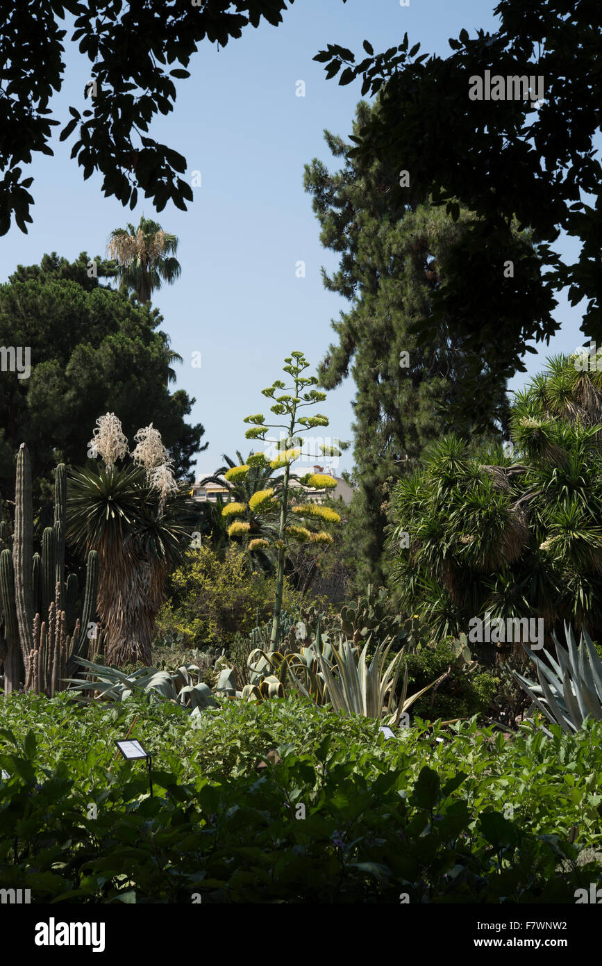 Jardí Botànic, Valencia, Spagna. Foto Stock