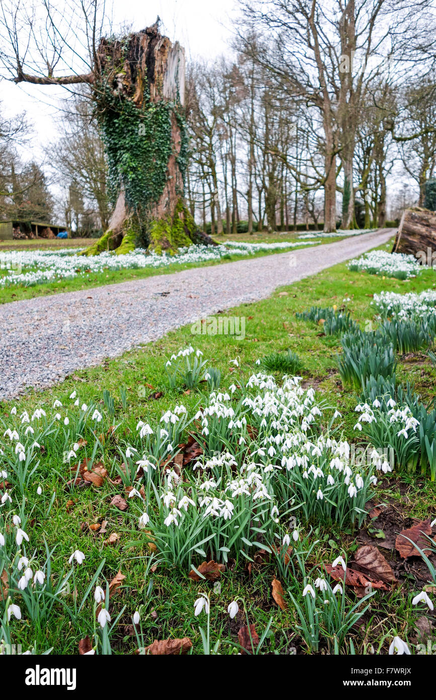 Snowdrops (Galanthus) dal lato di una strada o pista in tempo di primavera Foto Stock