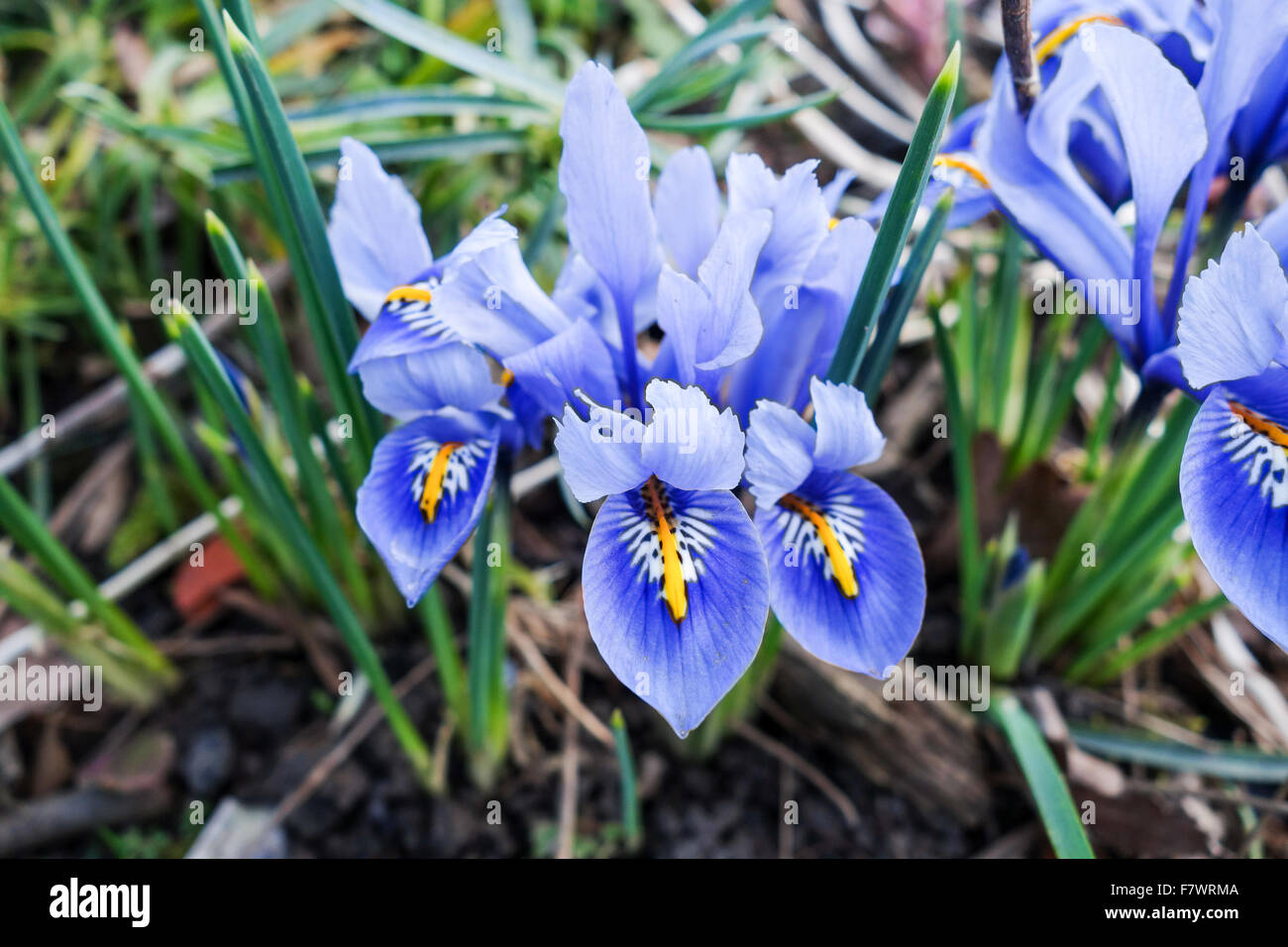 Miniatura olandese iris blu (Iris reticulata) Fiori Foto Stock