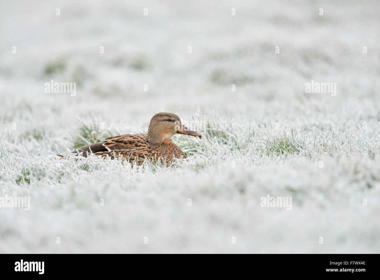 Femmina Mallard / Duck selvatico / Stockente ( Anas platyrhynchos ) poggia su pascoli coperti di rana, nei periodi invernali ghiacciati, fauna selvatica, Europa. Foto Stock