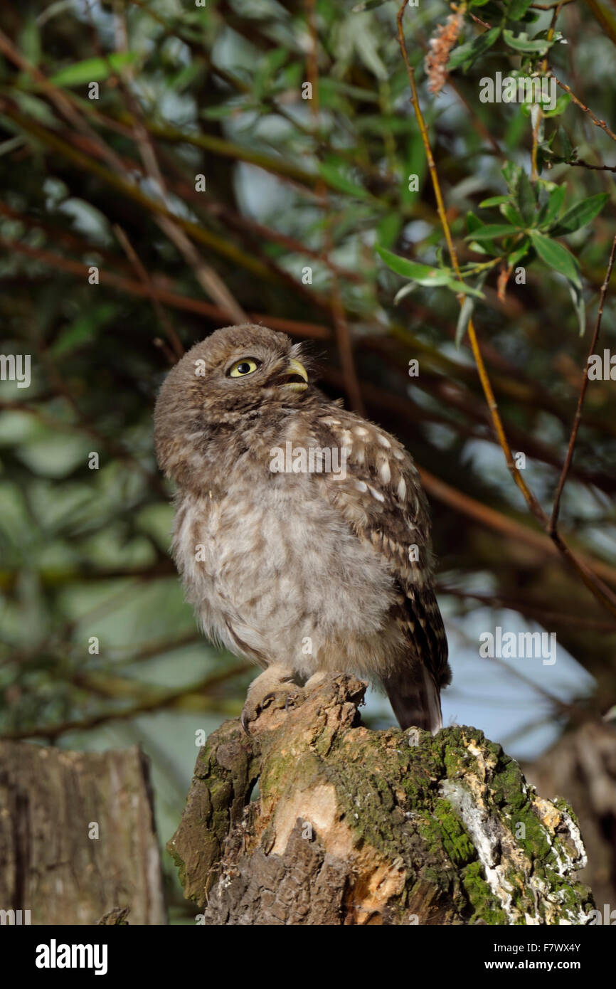 I capretti Minervas Owl / Civetta (Athene noctua ) si siede sul suo luogo preferito su un pollard willow, chiamate Elemosinare il cibo. Foto Stock