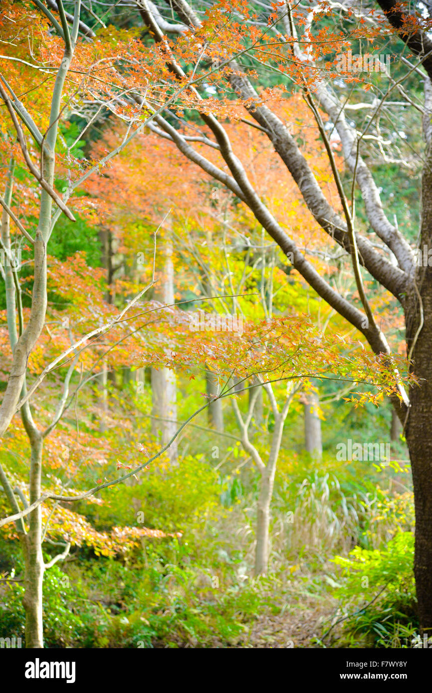 In autunno, colori, natura, albero, leaf, foglie, foresta, paesaggio, campagna Foto Stock