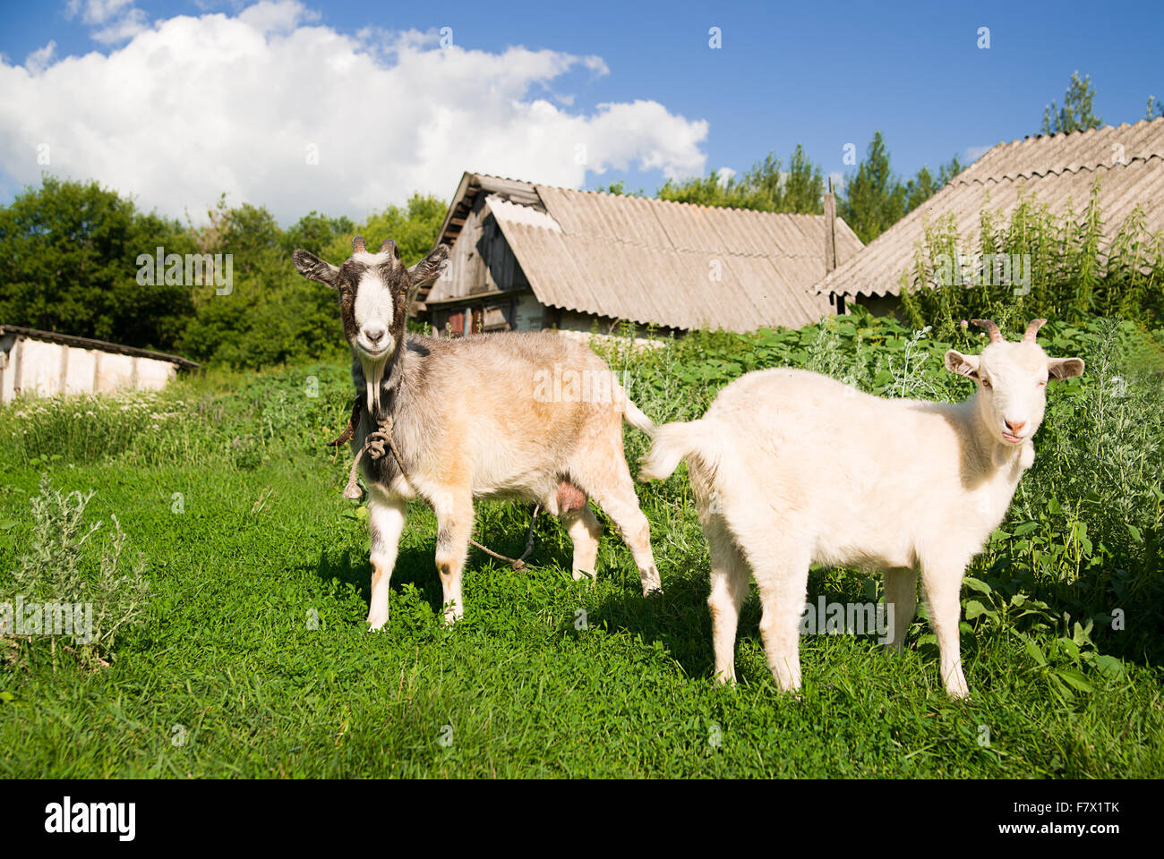 Capra e capretto pascolare sull'erba verde Foto Stock