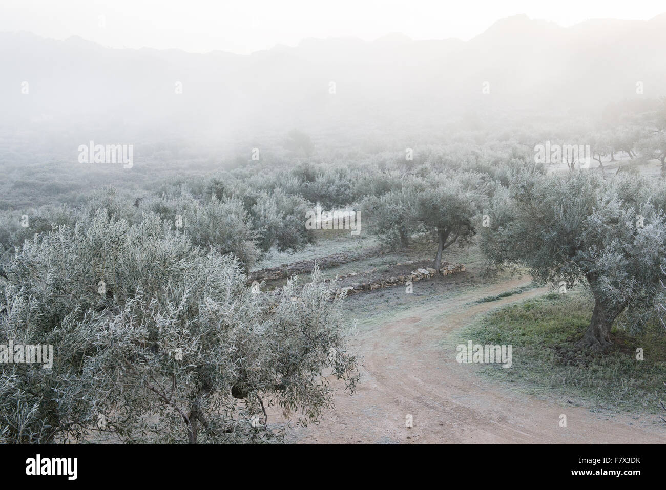 Alberi di olivo coperto di ghiaccio in inverno, la Catalogna, Spagna Foto Stock