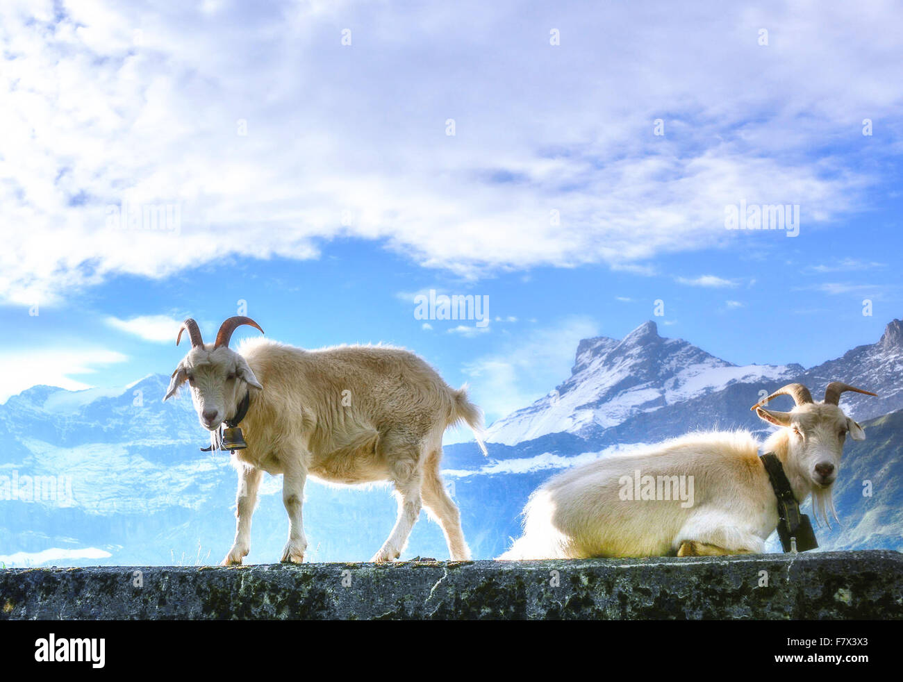 Due capre su una parete, Klausen Pass, Svizzera Foto Stock