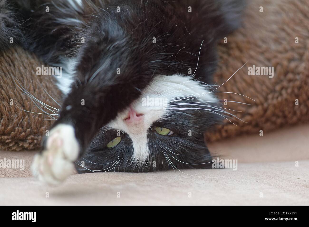 Gatto sdraiato a testa in giù su un cuscino Foto Stock
