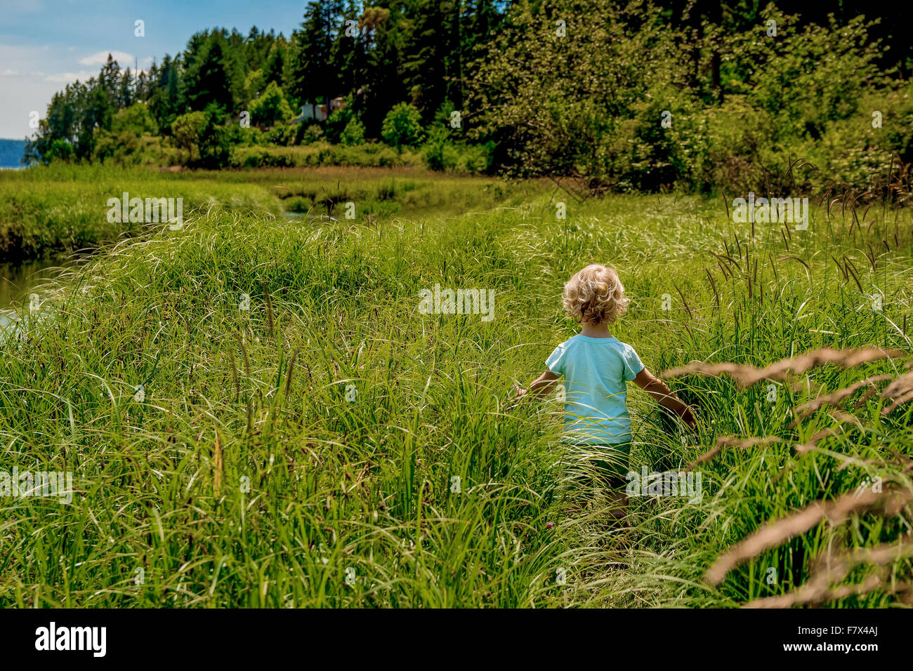 Vista posteriore della ragazza camminare attraverso l'erba alta Foto Stock