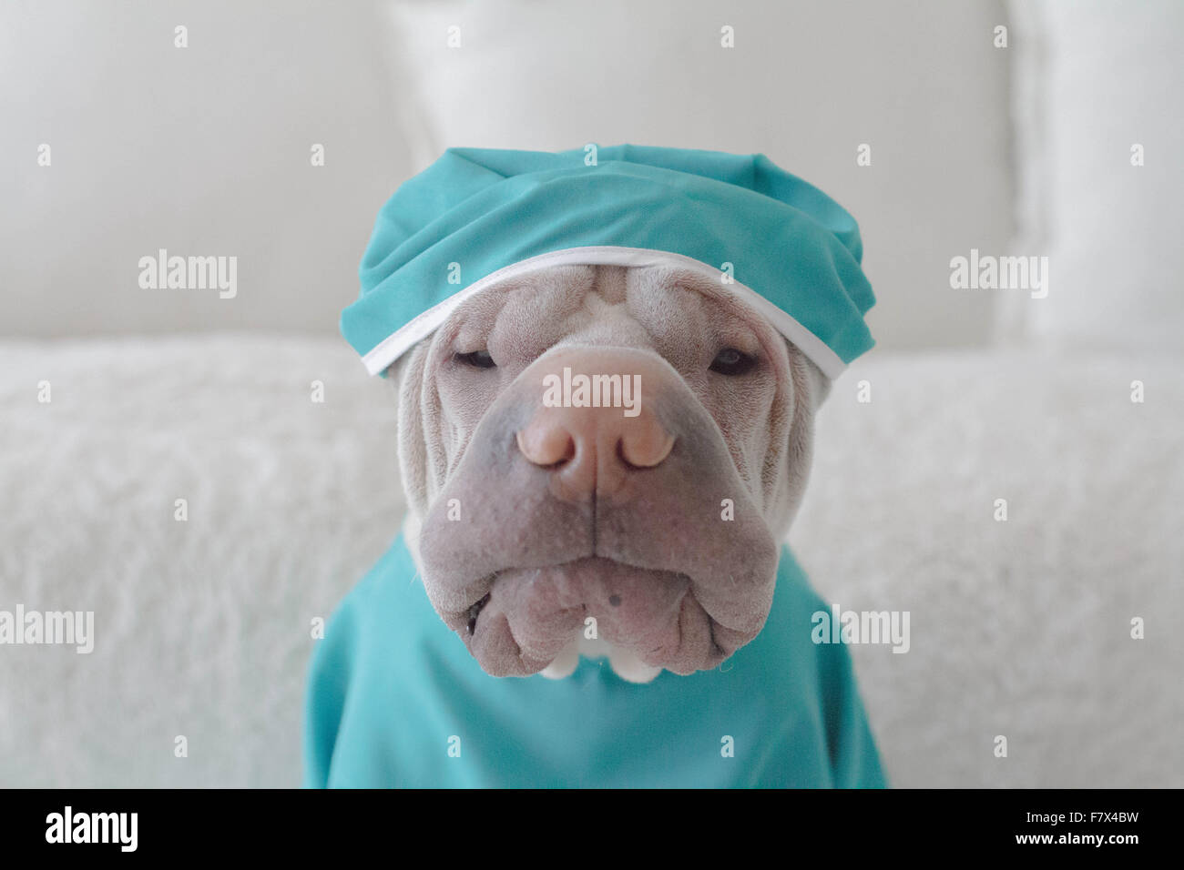 Ritratto di un Shar Pei cane vestito in medical scrubs Foto stock - Alamy