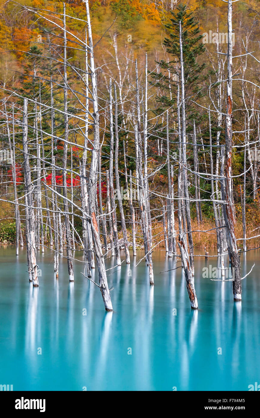 Gli alberi morti nel lago blu, Hokkaido, Giappone Foto Stock