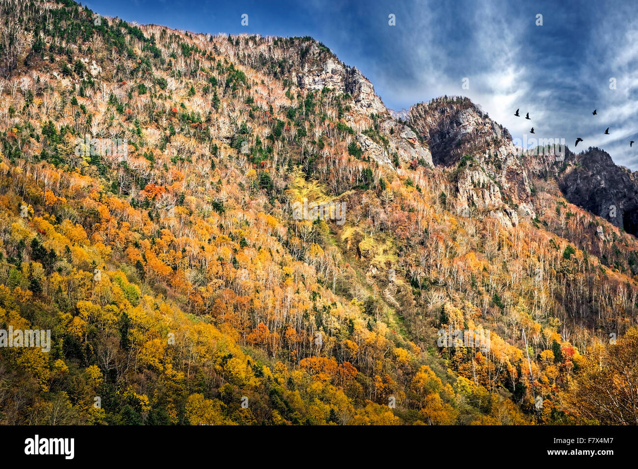 Stormo di uccelli volando sul paesaggio di montagna, Hokkaido, Giappone Foto Stock