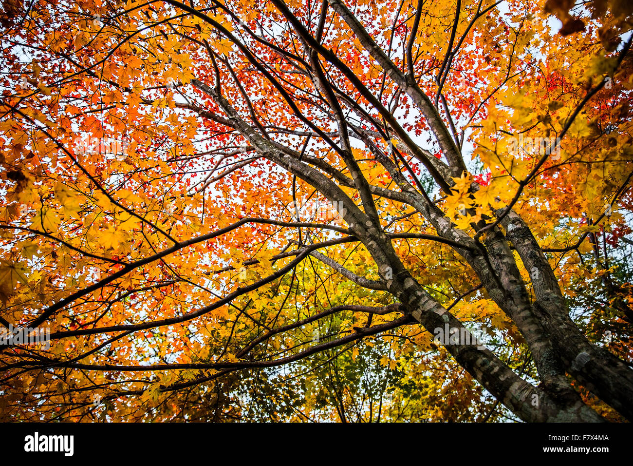 Basso angolo di vista Autumn Tree, Hokkaido, Giappone Foto Stock