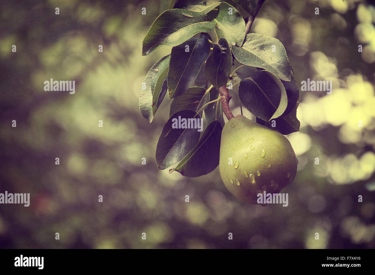 Close-up di una pera su un albero, Spagna Foto Stock