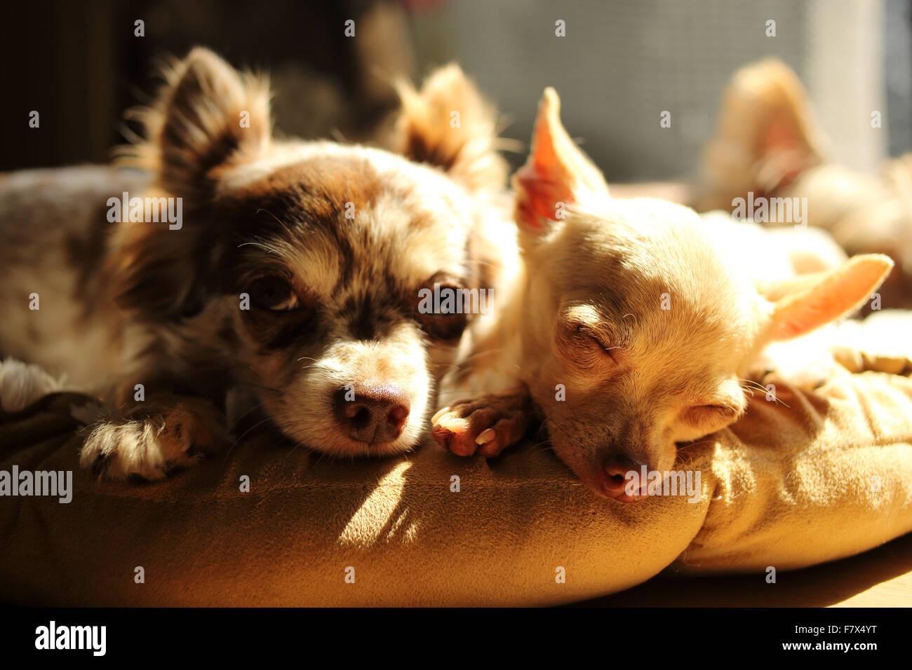 Due Chihuahua cani sdraiati al sole Foto Stock