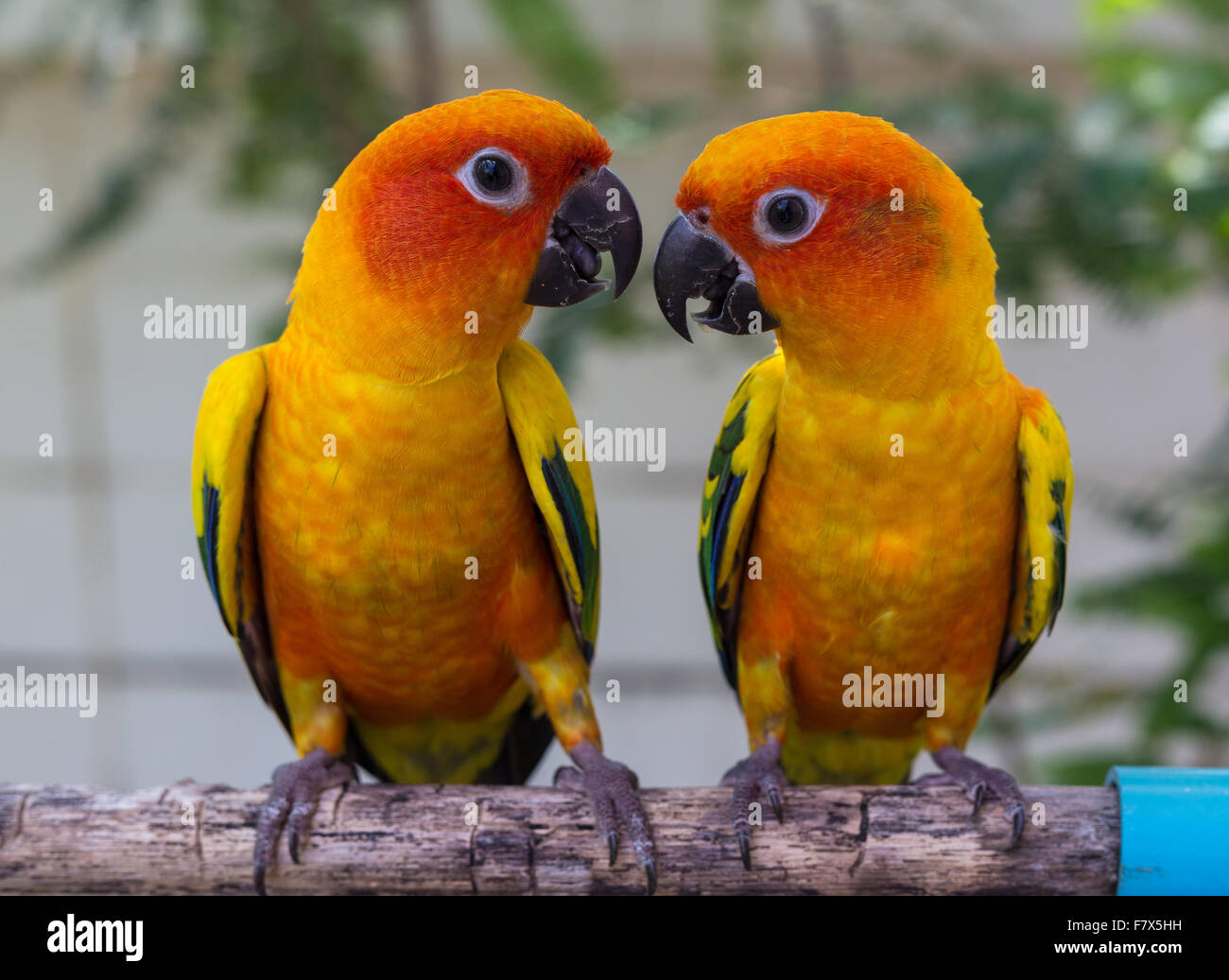 Due pappagalli conure guardando ogni altro Foto Stock