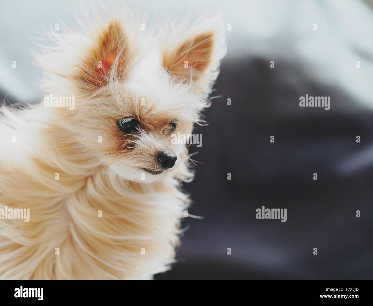 Un cane di piccola taglia in piedi nel vento Foto Stock