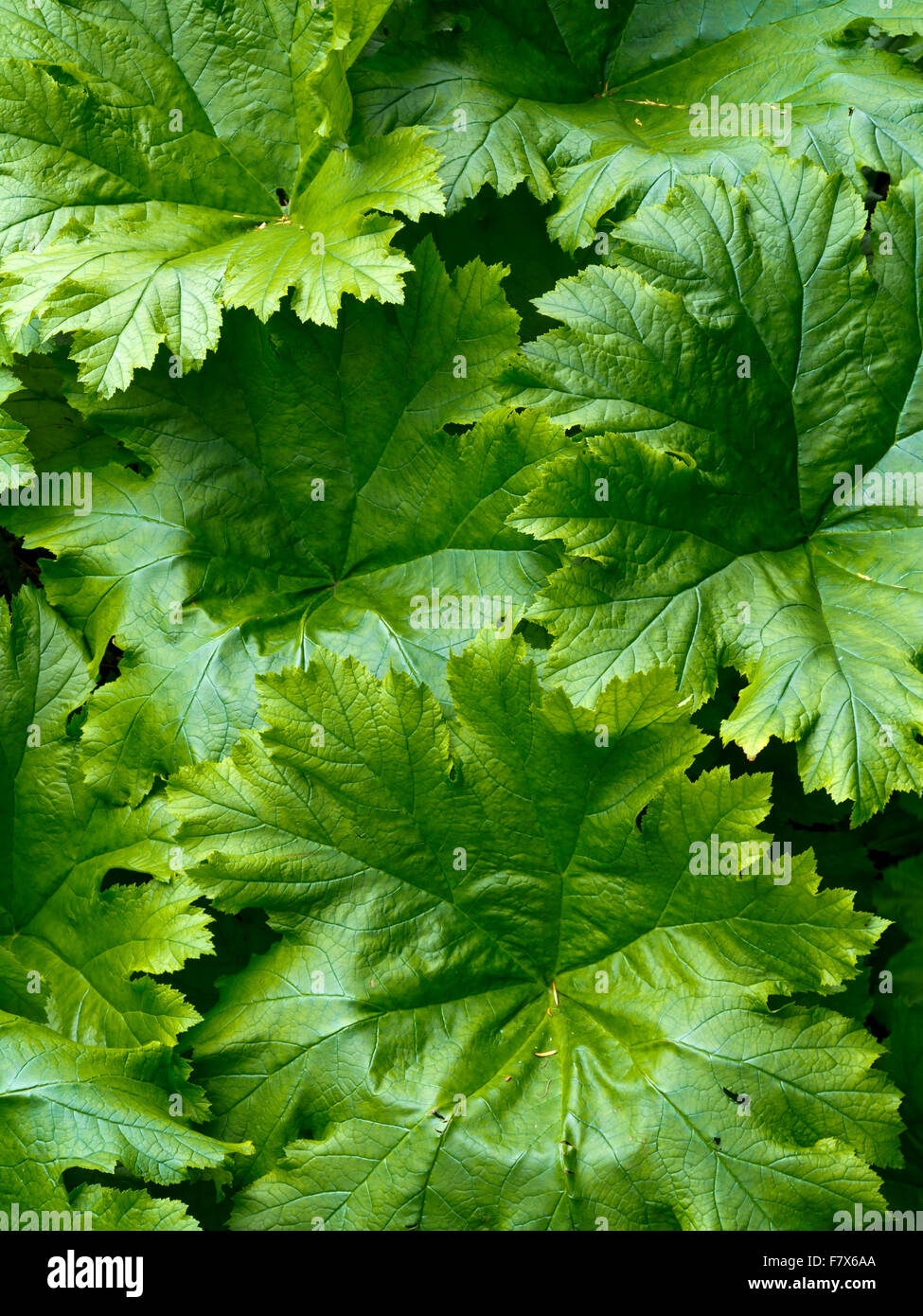 Vista ravvicinata della gunnera verde foglie in un giardino Foto Stock