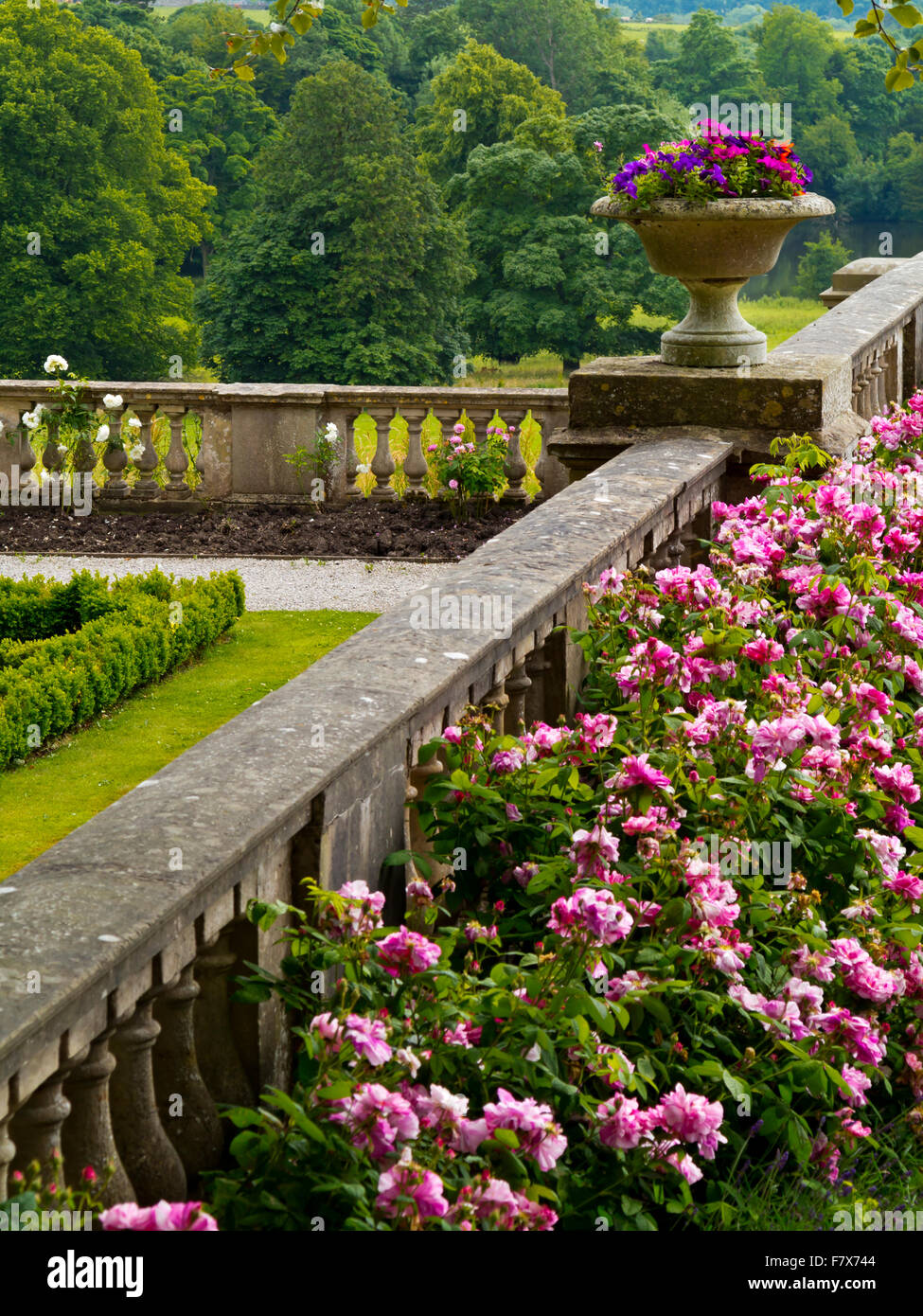 Le rose che cresce su una terrazza a Thornbridge alle prese Hall un paese vicino casa grande Longstone Derbyshire Dales Peak District Inghilterra REGNO UNITO Foto Stock