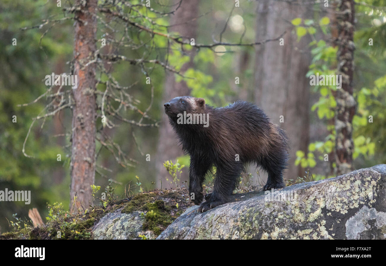 Wolverine, Gulo gulo, passeggiate nella foresta comming verso la telecamera e lo sniffing in aria, Kuhmo, in Finlandia Foto Stock