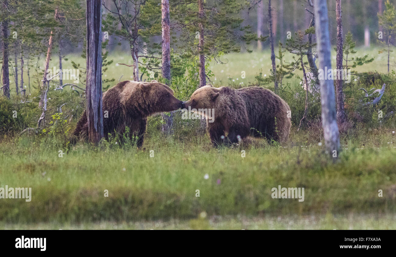 Due orsi bruni, Ursus arctos, 'Il Bacio' ogni altra, Kuhmo, in Finlandia Foto Stock
