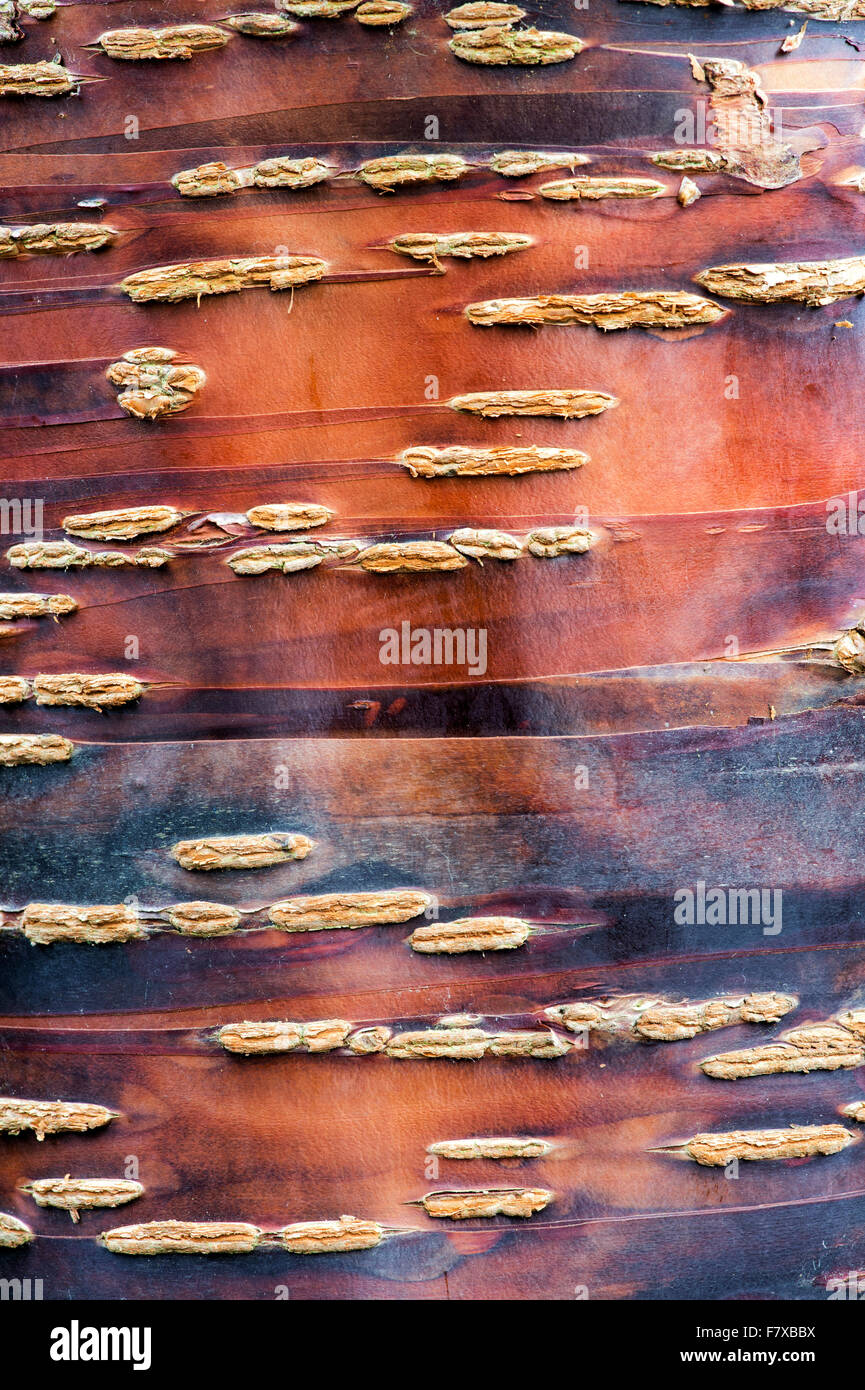 Prunus Himalaica. Ciliegio himalayana di corteccia di albero Foto Stock