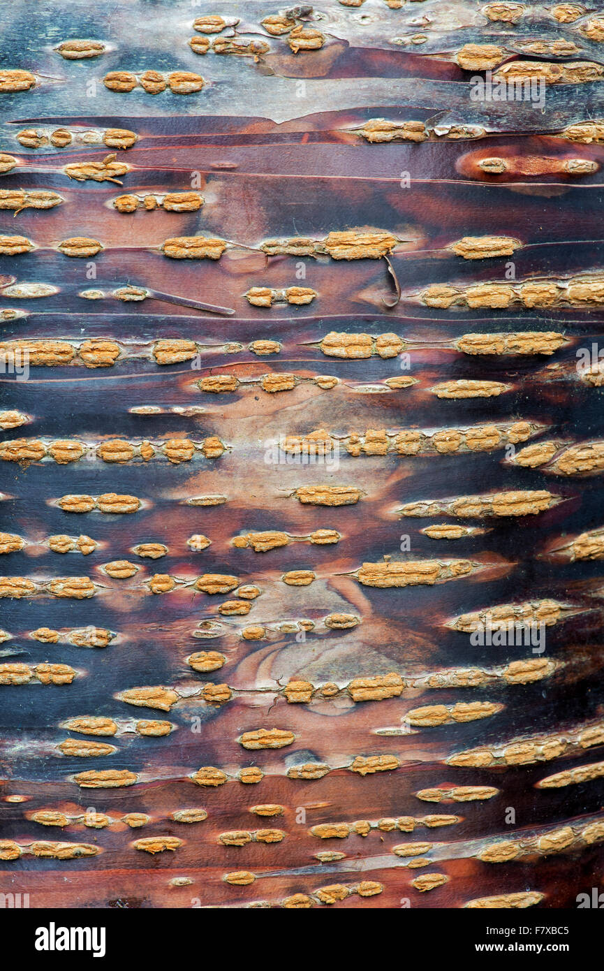 Prunus Himalaica. Ciliegio himalayana di corteccia di albero Foto Stock