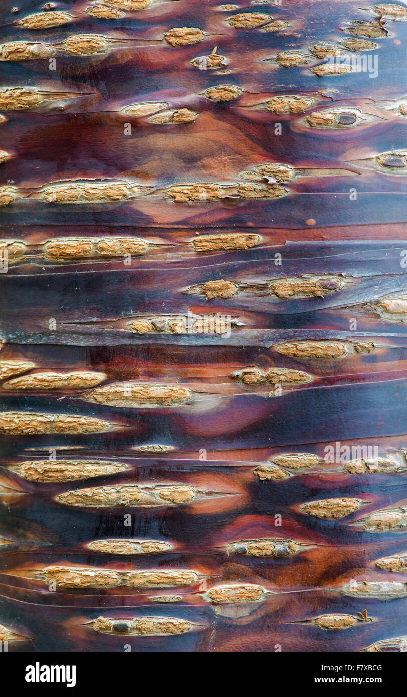 Prunus Himalaica. Ciliegio himalayana di corteccia di albero Foto Stock