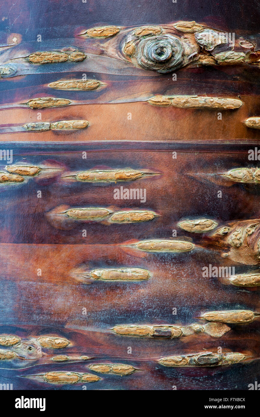 Prunus Himalaica. Ciliegio himalayana di corteccia di albero Foto Stock