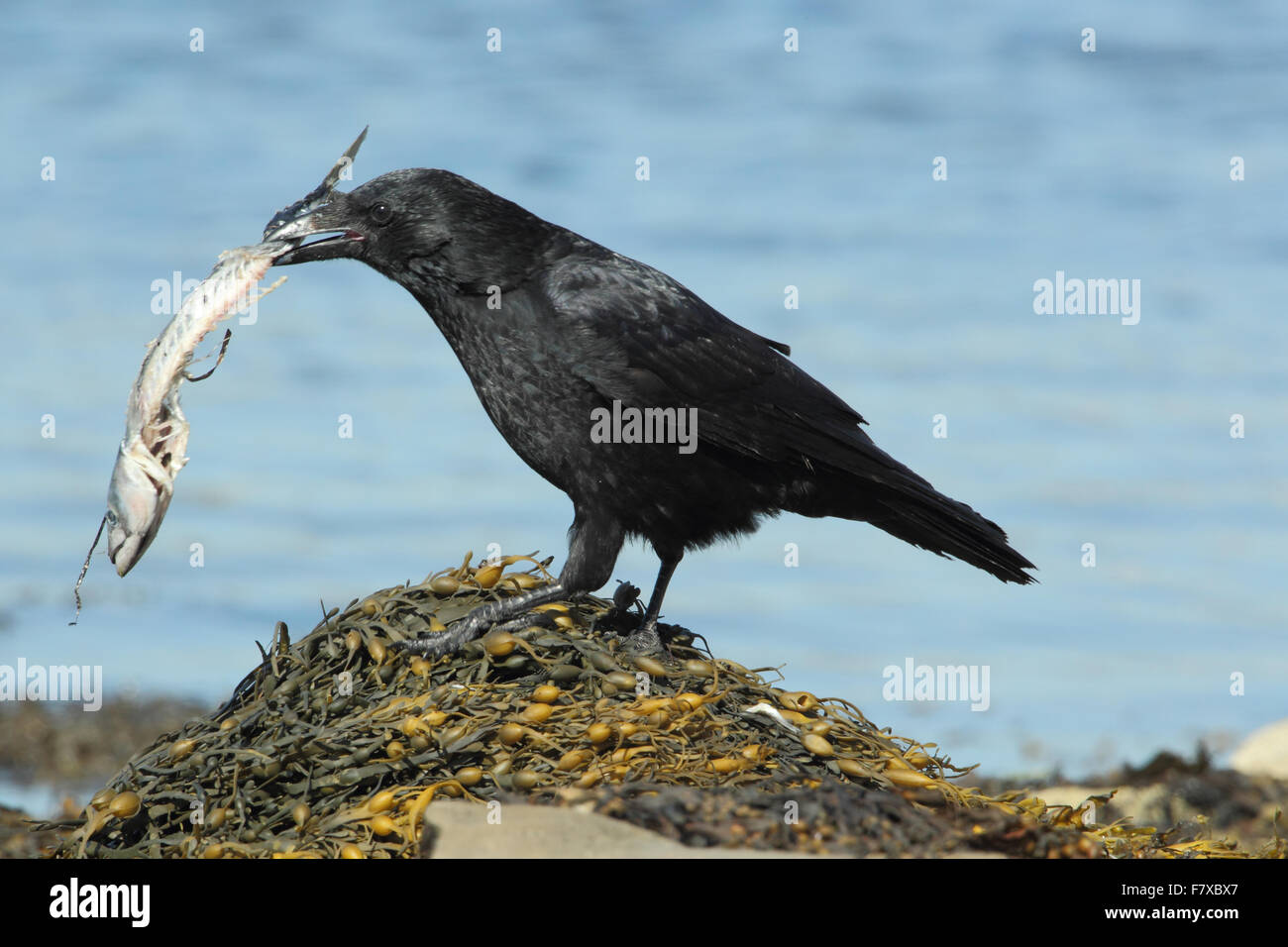Carrion Crow (Corvus corone) adulto, con morti atlantico Sgombro (Scomber scombrus) nel becco, in piedi su alghe, la flotta, Chesil Beach, Dorset, Inghilterra, Settembre Foto Stock Carrion Crow (Corvus corone) adulto, con morti atlantico Sgombro (Scomber scombrus) nel becco, in piedi su alghe, la flotta, Chesil Beach, Dorset, Inghilterra, Settembre Foto Stock