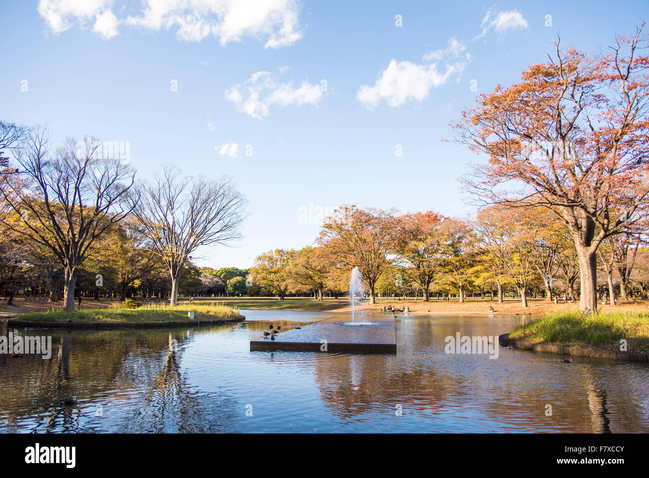 I colori autunnali,Yoyogi Park,Shibuya-Ku,Tokyo Giappone Foto Stock