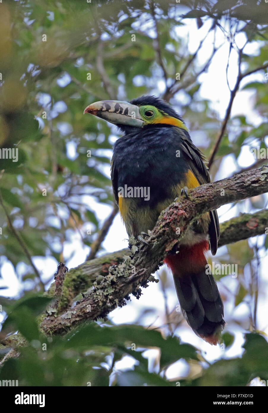 Spot-fatturati Toucanet (Selenidera maculirostris) maschio adulto, appollaiato sul ramo, foresta pluviale Atlantica, Stato di Rio de Janeiro, Brasile, Giugno Foto Stock