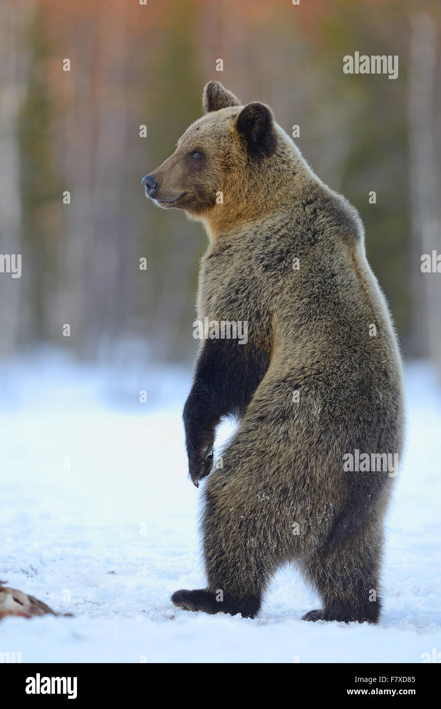 Unione l'orso bruno (Ursus arctos arctos) adulto, in piedi sulle zampe posteriori, su strade coperte di neve bog a bordo della foresta, il nord-est della Finlandia, Aprile Foto Stock