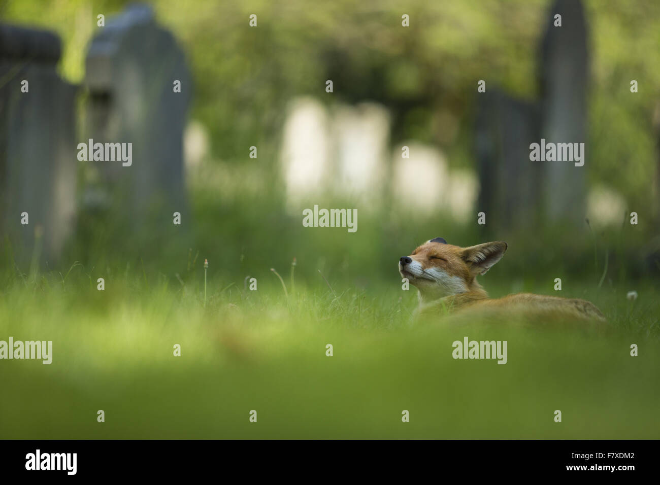 Rosso europeo volpe (Vulpes vulpes) adulto, appoggiata nel cimitero della città di Londra, Inghilterra, Giugno Foto Stock