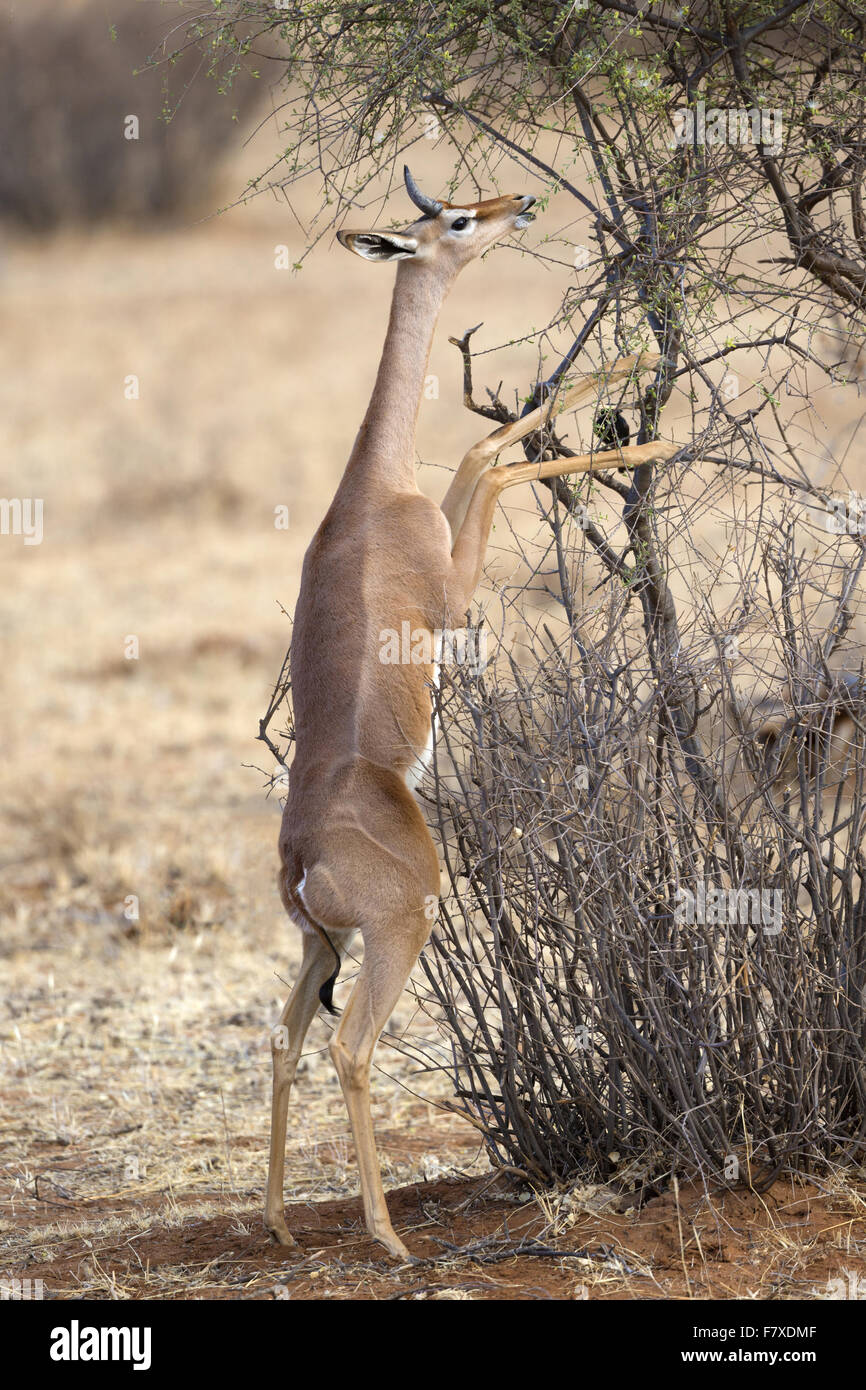 Gerenuk (Litocranius walleri) maschio immaturi, di alimentazione sulle foglie, in piedi sulle zampe posteriori in semi-deserto savana secca, Samburu riserva nazionale, Kenya, Agosto Foto Stock