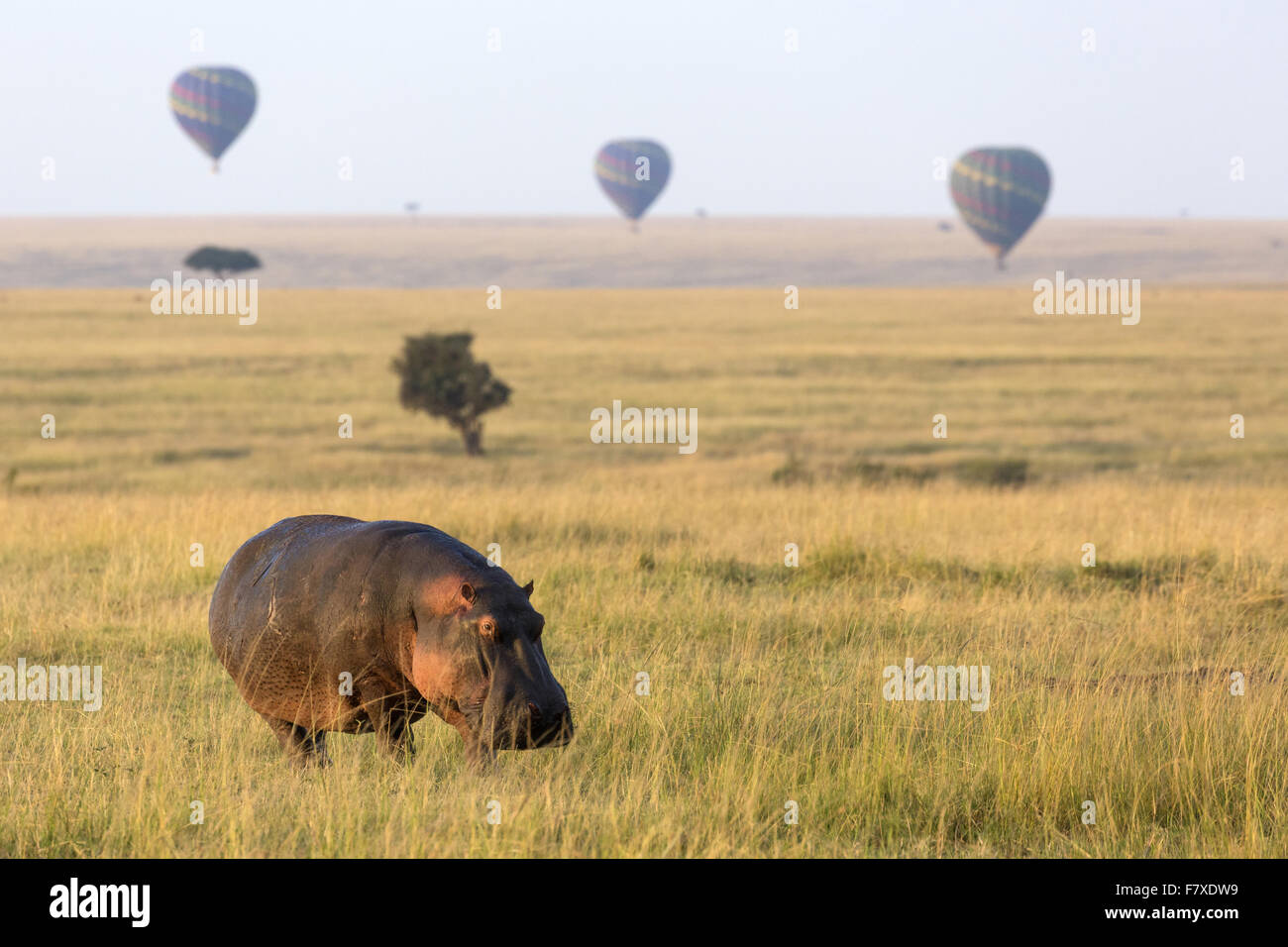 Ippopotamo (Hippopotamus amphibius) adulto, passeggiate in prati all'alba, con le mongolfiere in background, il Masai Mara riserva nazionale, Kenya, Agosto Foto Stock