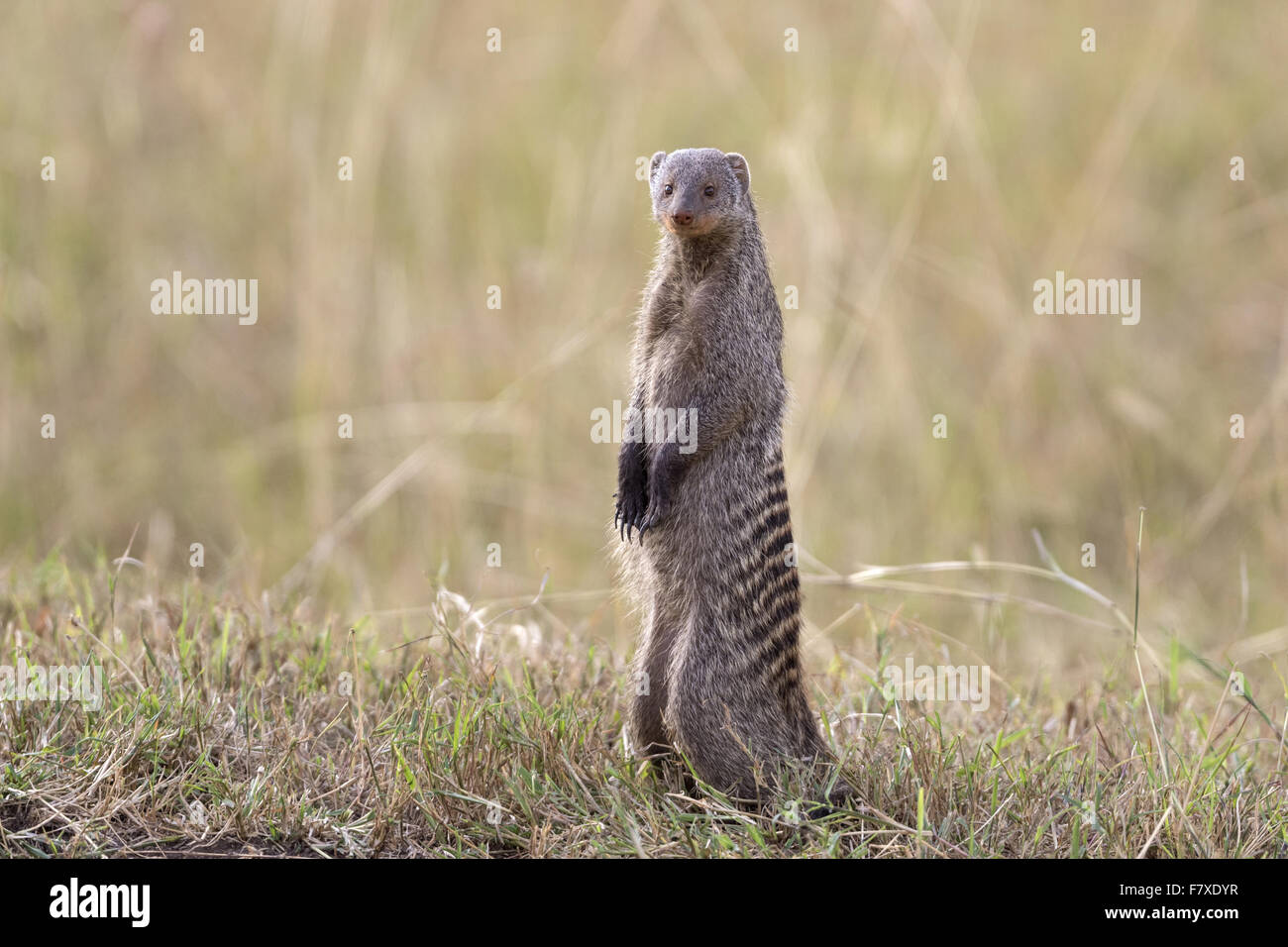 La Mangusta nastrati (Mungos mungo) adulto, in piedi sulle zampe posteriori in prati, il Masai Mara riserva nazionale, Kenya, Agosto Foto Stock